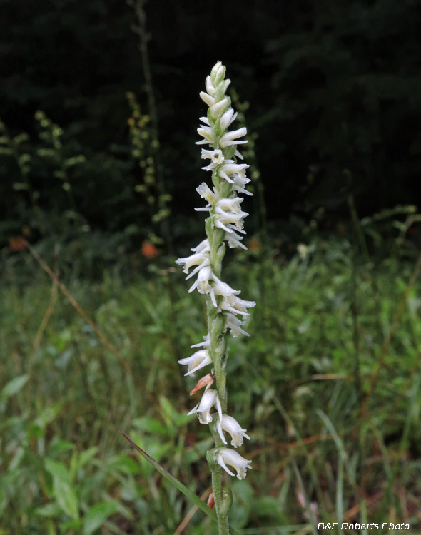 Spiranthes