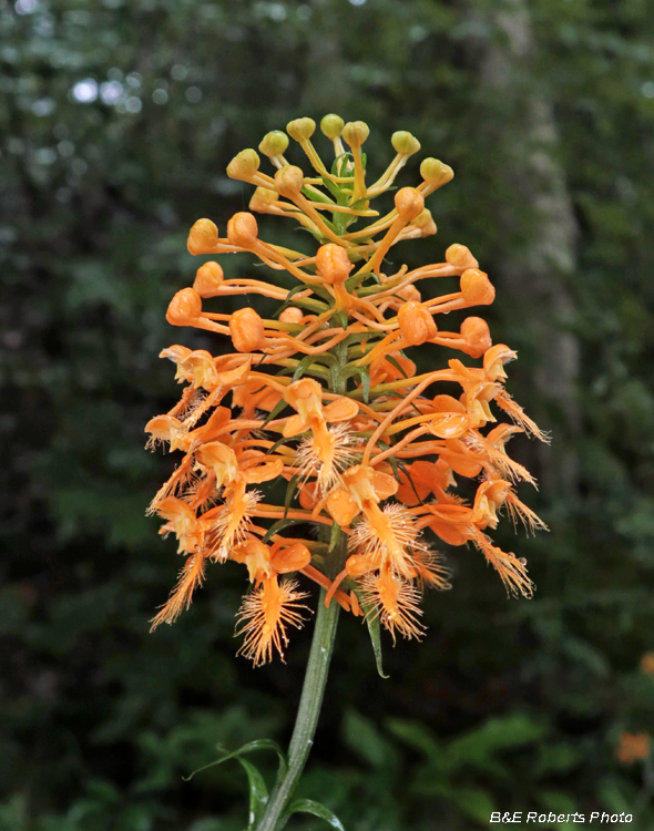 Platanthera_ciliaris