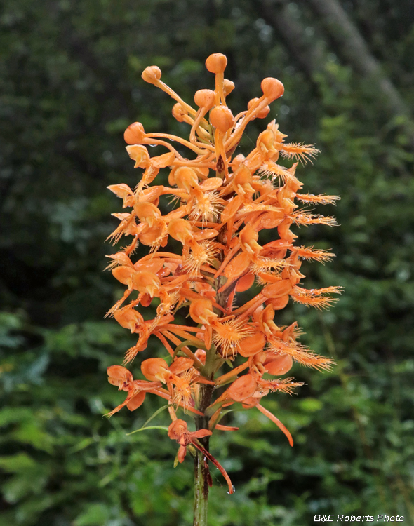 Platanthera_ciliaris