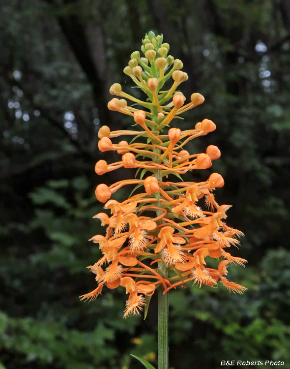 Platanthera_ciliaris