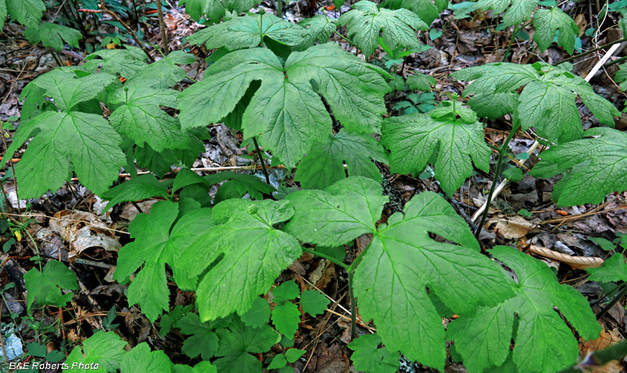 Goldenseal