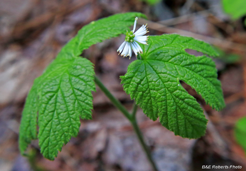 Goldenseal