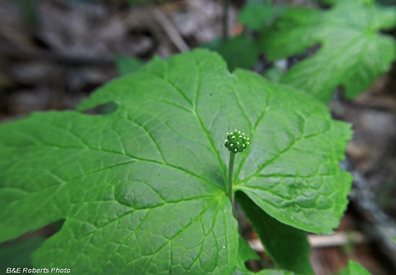 Goldenseal