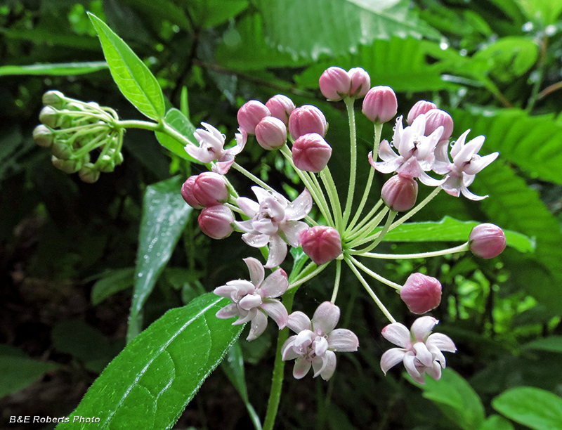 Fourleaf_milkweed