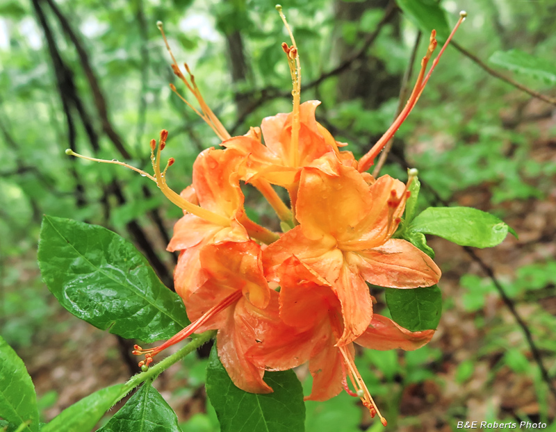 Flame_azalea