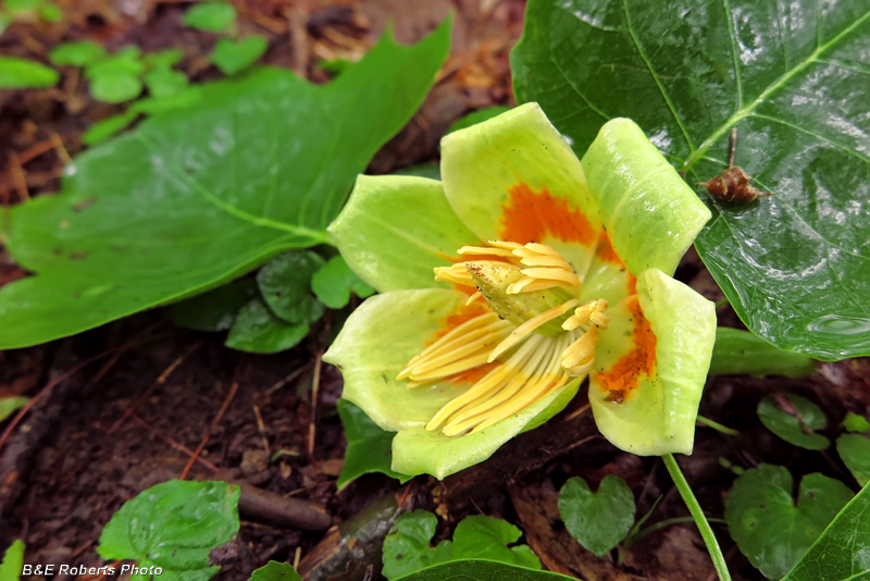 Tulip_Poplar_flower