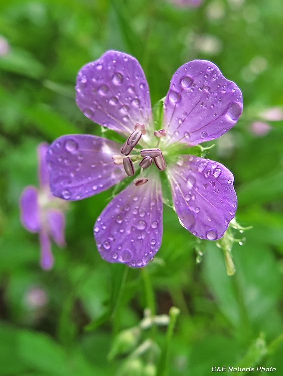 Cranesbill