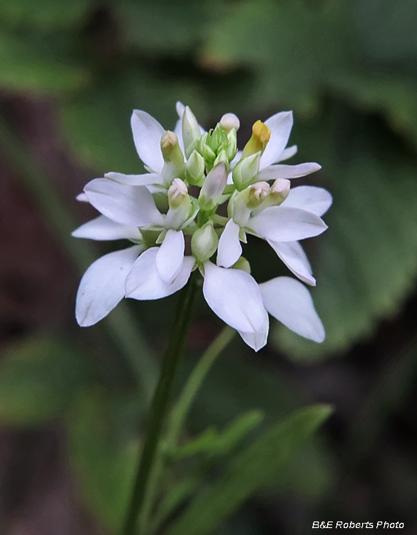 Polygala