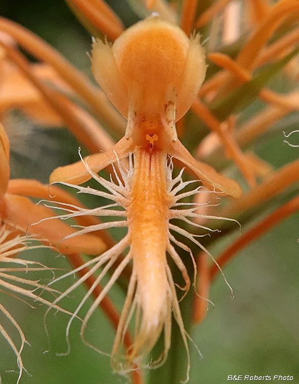 Platanthera_ciliaris