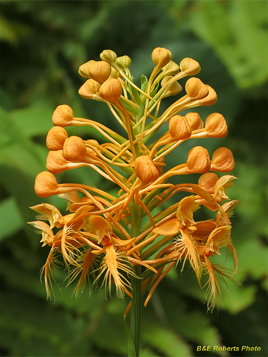 Platanthera_ciliaris