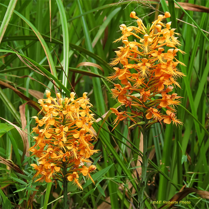 Platanthera_ciliaris