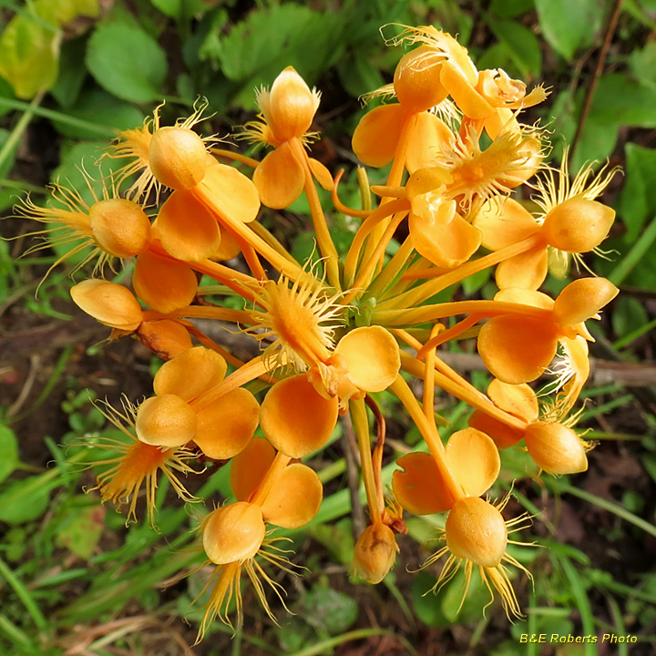 Platanthera_ciliaris