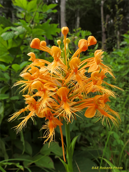 Platanthera_ciliaris