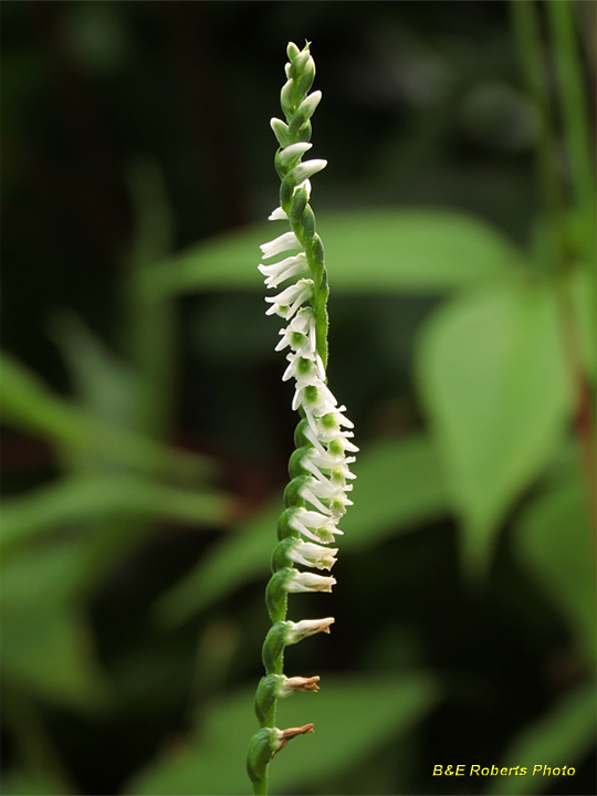 Spiranthes_lacera