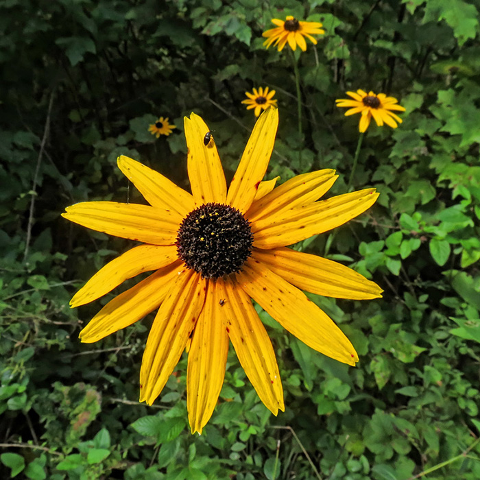 Black-eyed_Susan