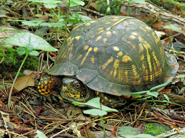 Box_Turtle