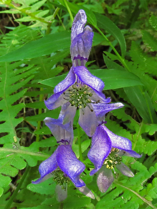 Monkshood