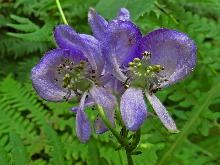 Monkshood