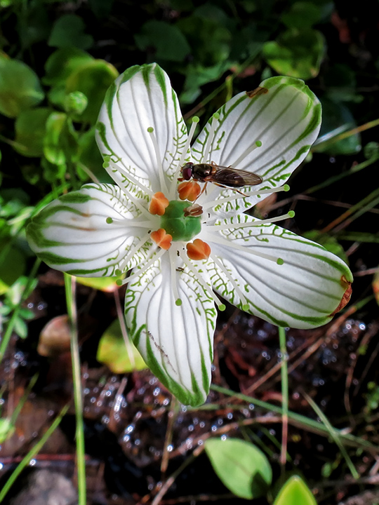 Parnassia_grandifolia