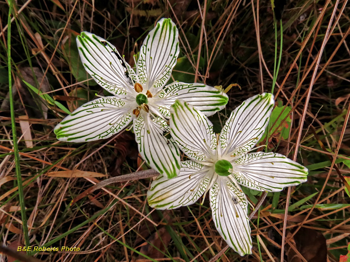 Parnassia_grandifolia