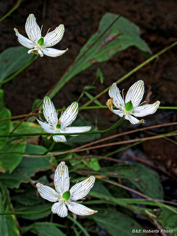 Parnassia