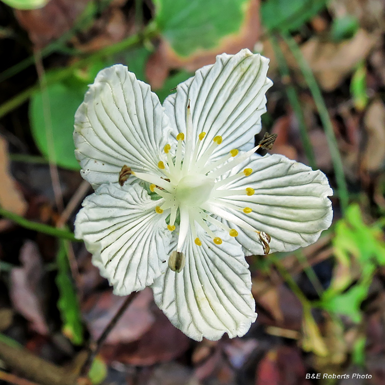 Parnassia_asarifolia