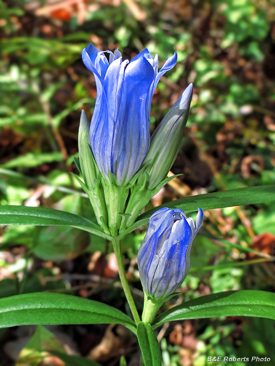 Gentians