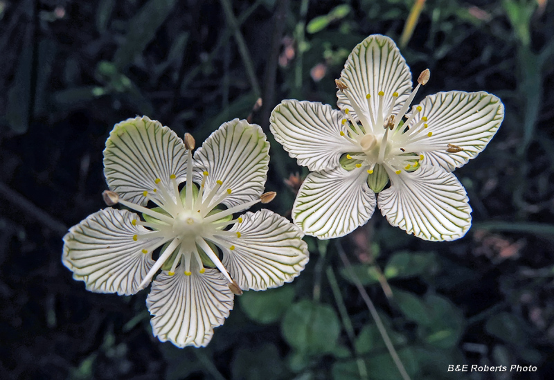 Parnassia_asarifolia