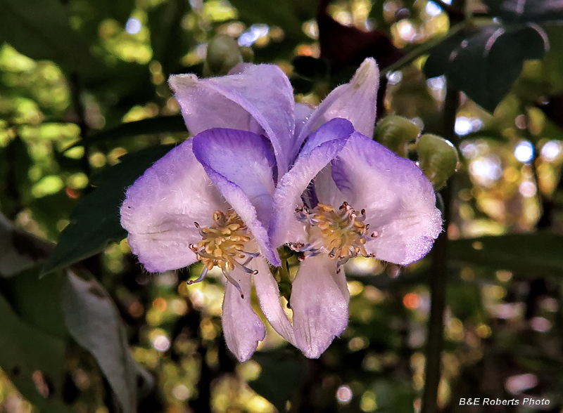 Monkshood