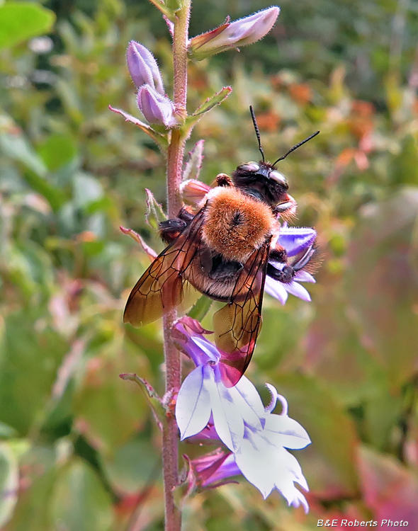 Bee_on_Lobelia