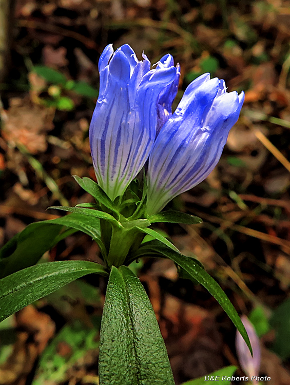 Gentians