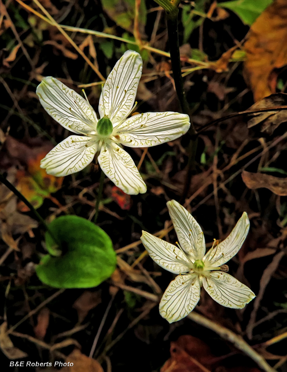 Parnassia_grandifolia