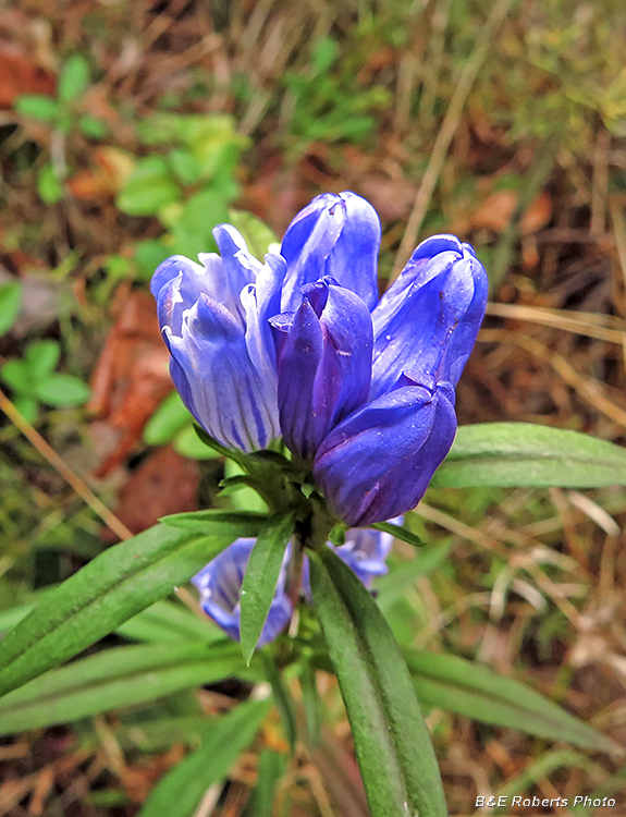 Gentians