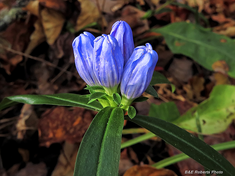 Gentian