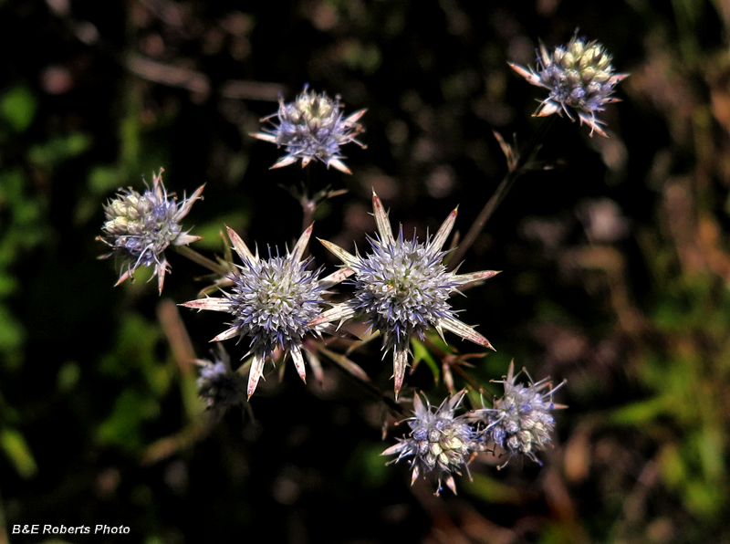 Eryngo