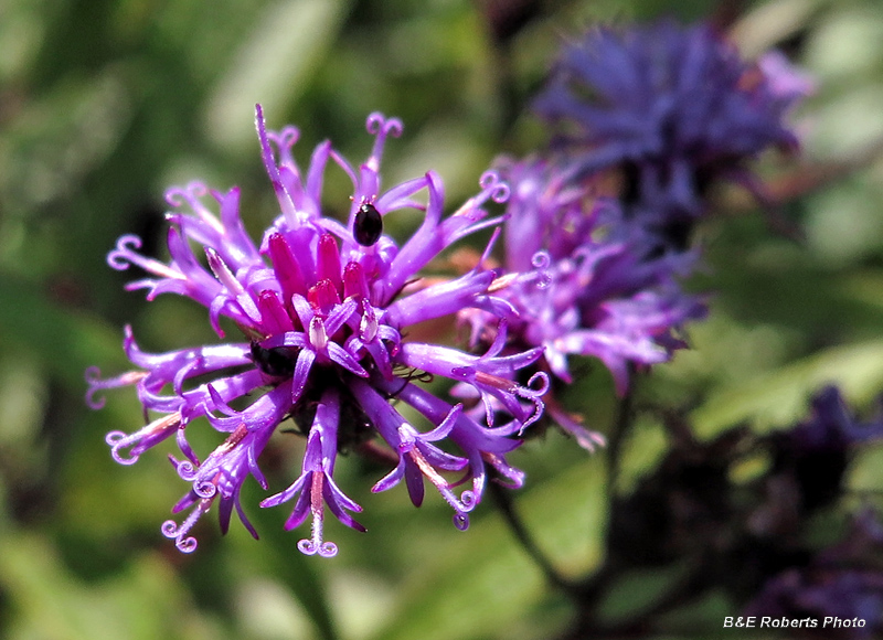 Ironweed