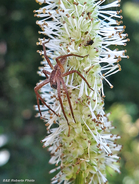 Spider_on_Burnet