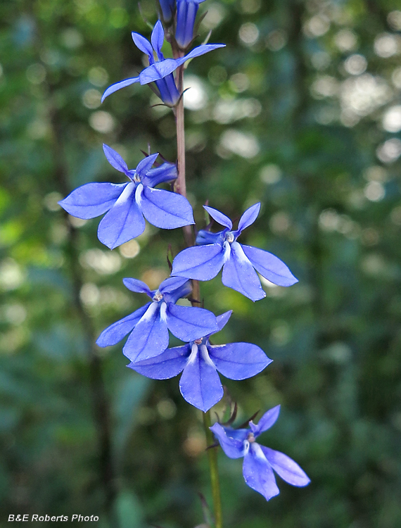 Lobelia