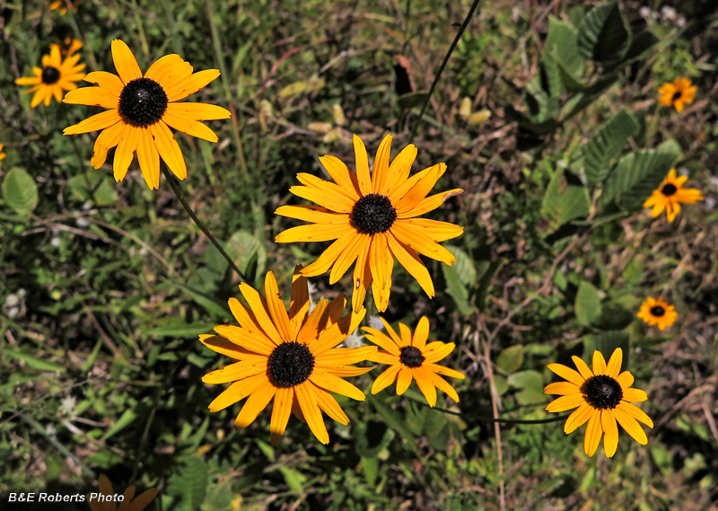 Blackeyed_Susan