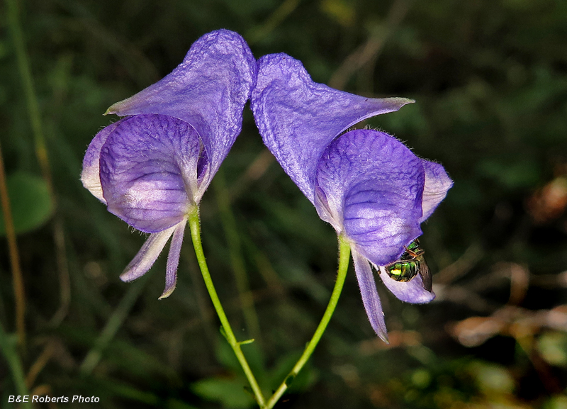 Monkshood_bee