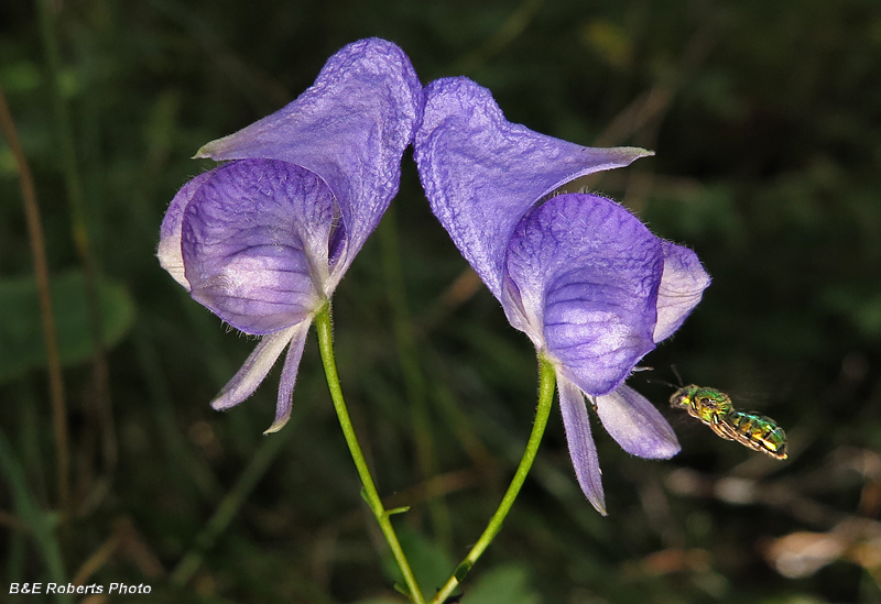 Monkshood_bee