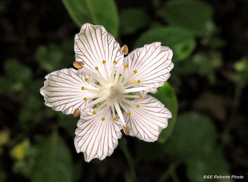 P_asarifolia