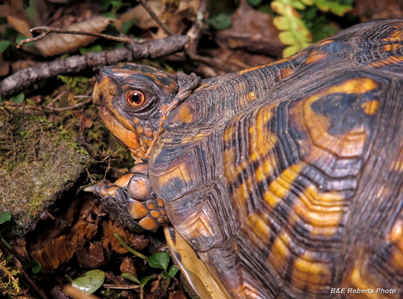 Box_Turtle