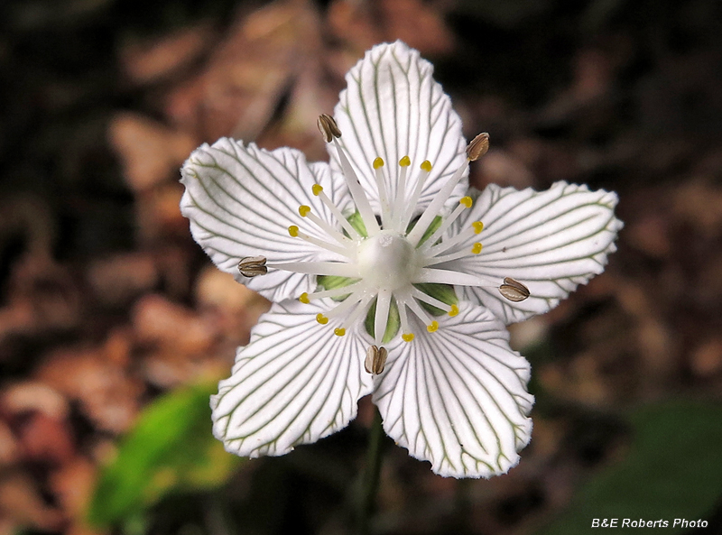 P_asarifolia