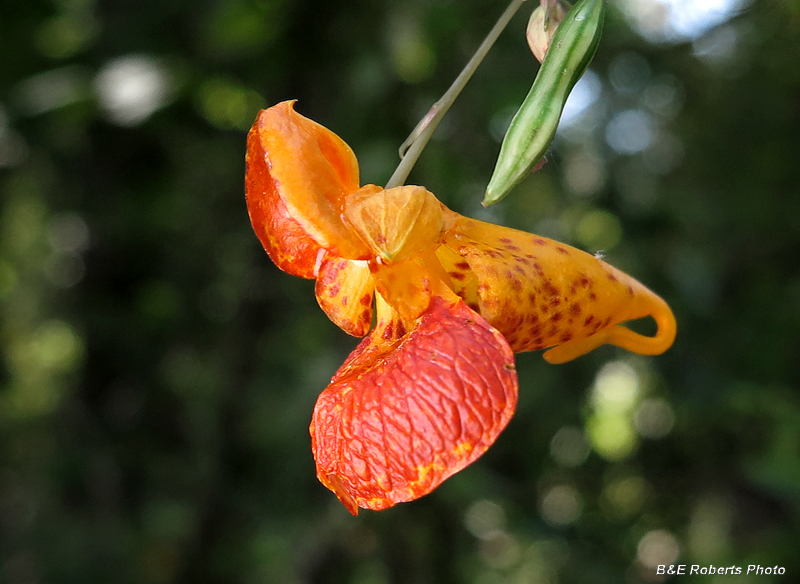 Jewelweed