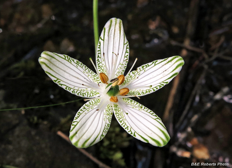 P_grandifolia