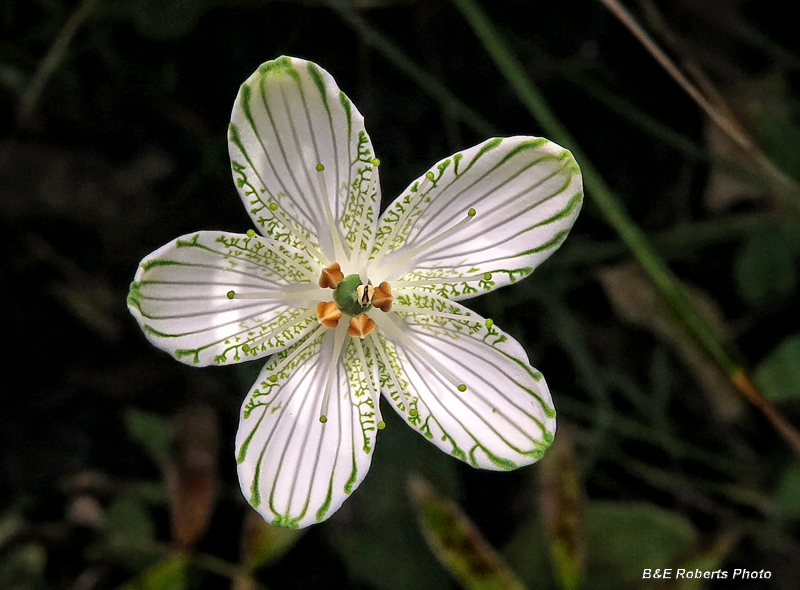 P_grandifolia