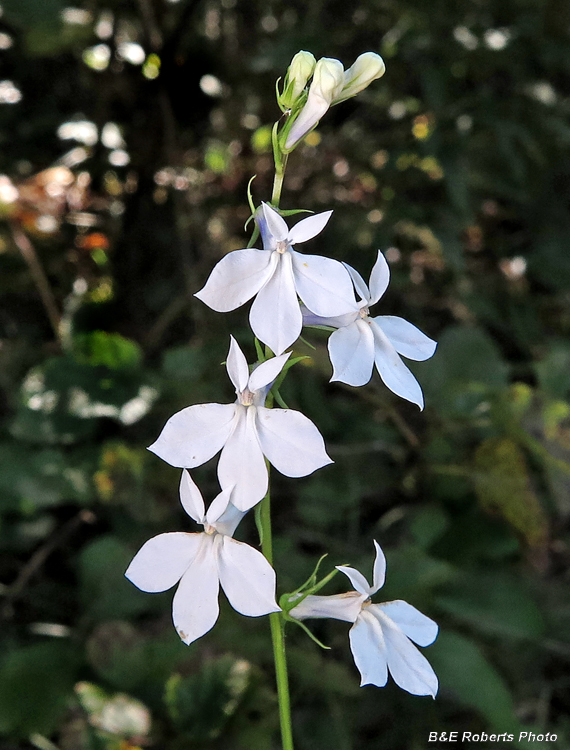 White_Lobelia