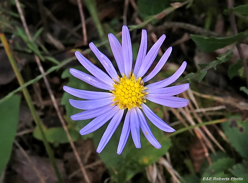 Aster