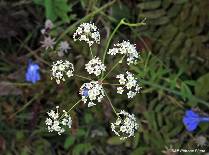 Cowbane